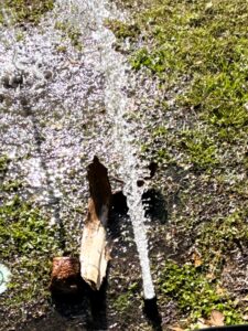 Spring home maintenance inspection in Tomball TX. Broken sprinkler head.