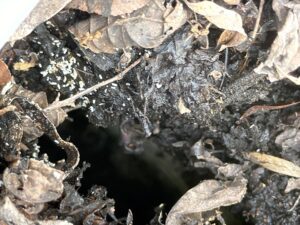small-home-issues-that-can-turn-into-expensive-repairs-gutters-full-of-debris