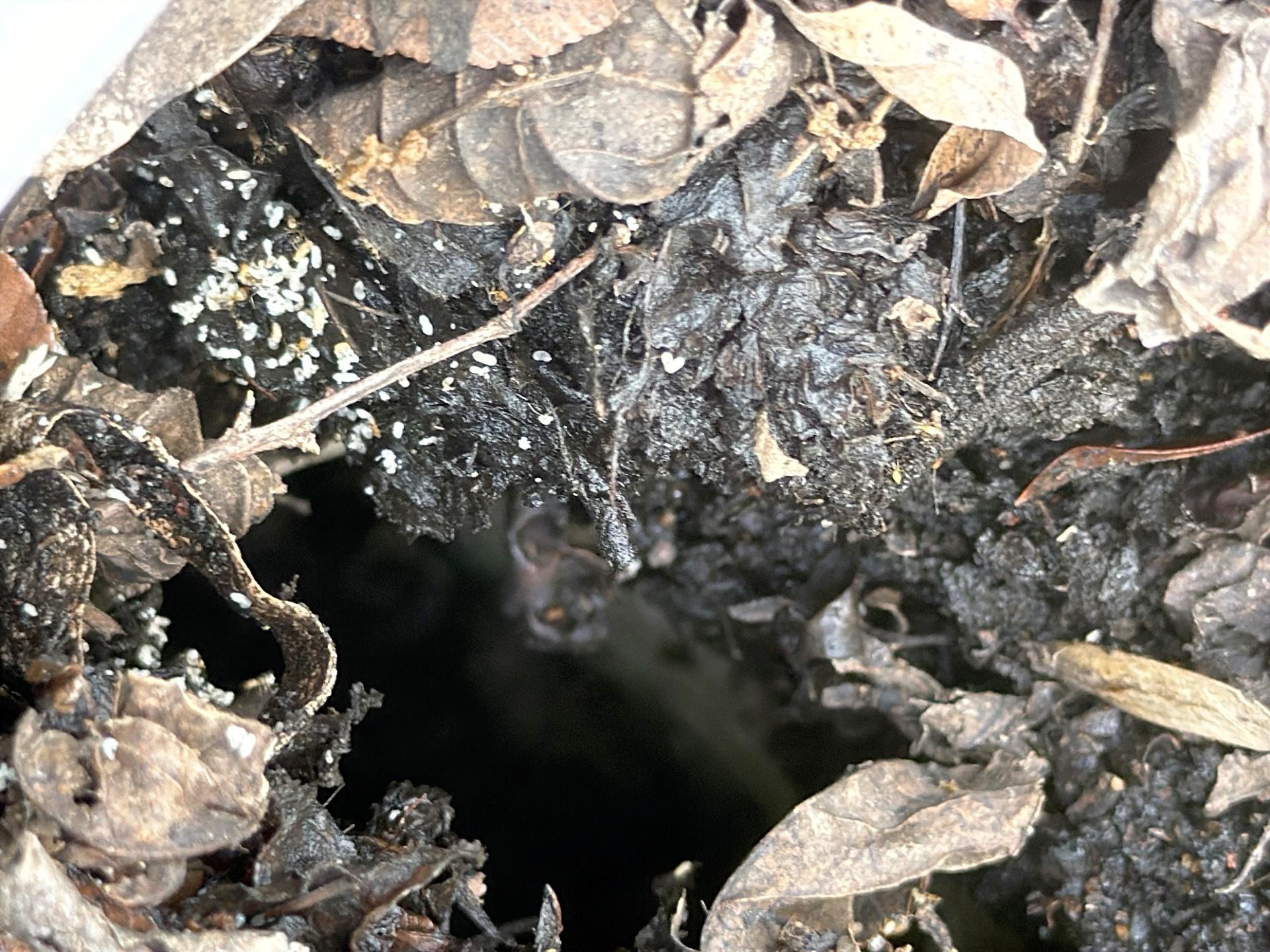 small-home-issues-that-can-turn-into-expensive-repairs-gutters-full-of-debris